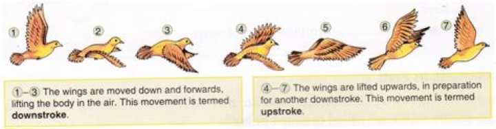 How do birds glide?