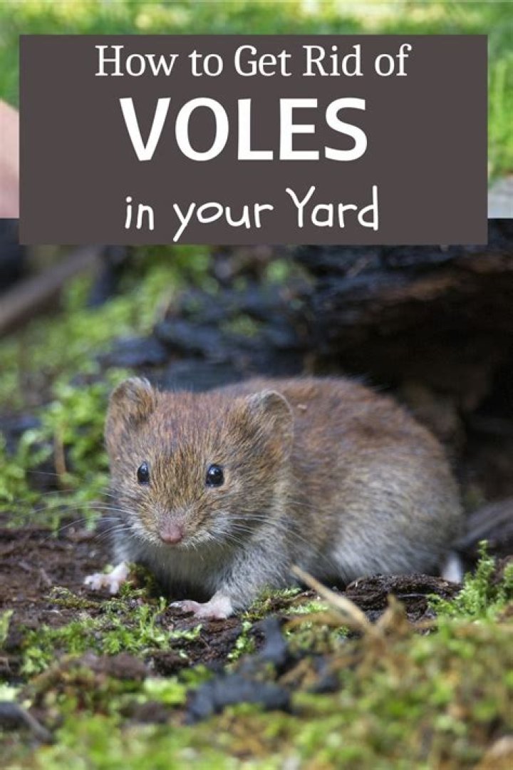 How do I get rid of voles in my kitchen?