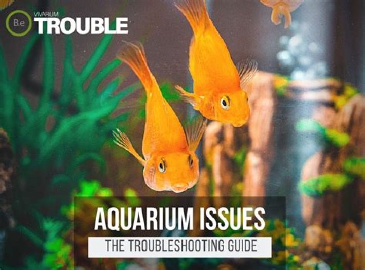 How do I raise the pH level in my fish tank?