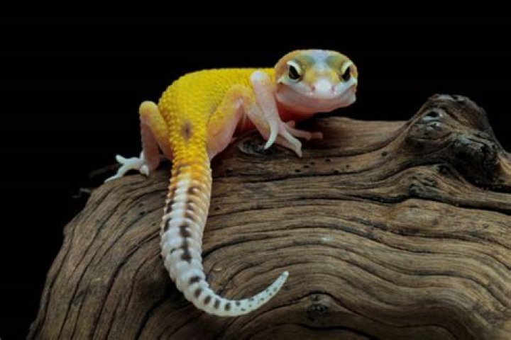How do leopard geckos die?