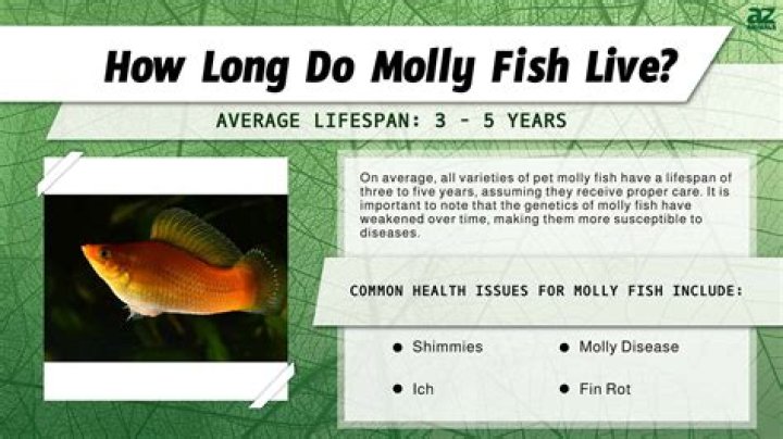 How do mollies mate? | ContextResponse.com
