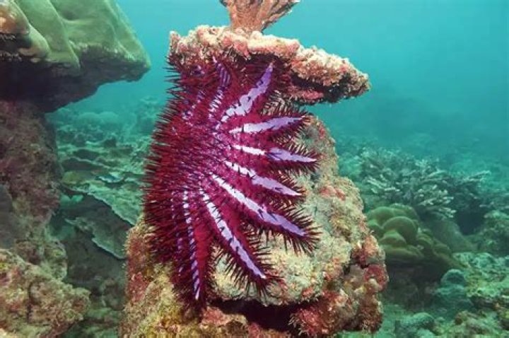 How do most starfish get their food?