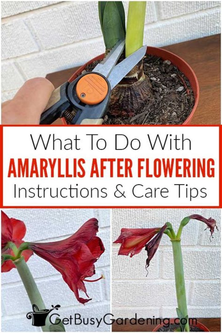 How do you care for August Gardenia?