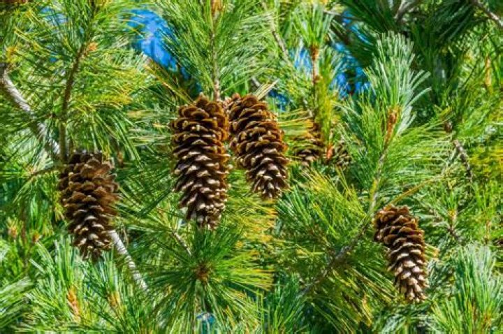 How do you dry out pine cones?