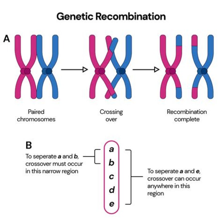 How do you explain homologous recombination?