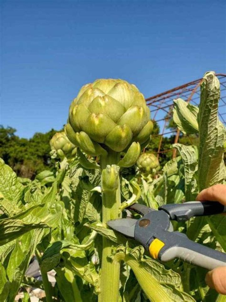 How do you fertilize artichokes?