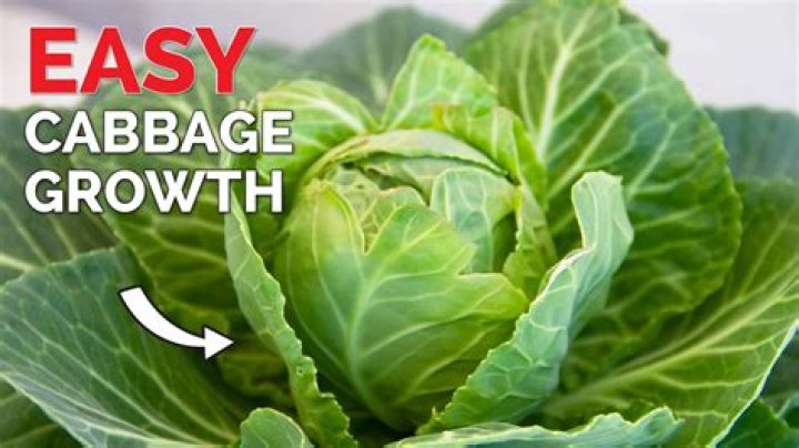 How do you fertilize cabbage organically?