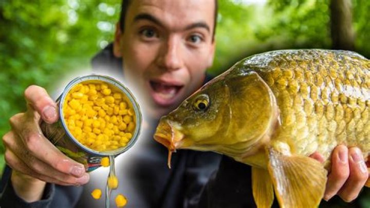 How do you fish a carp with corn?