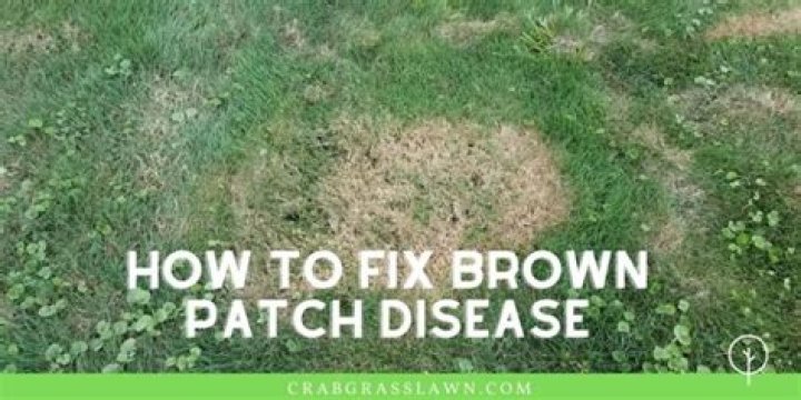 How do you get rid of brown patch fungus?