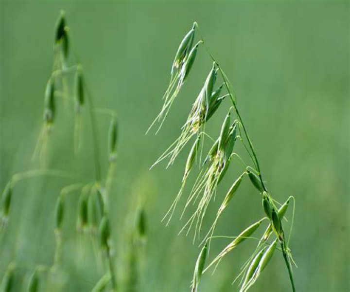 How do you grow oat grass seed?