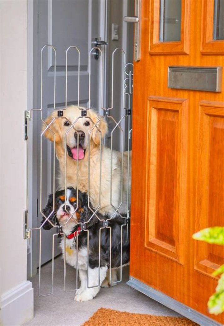 How do you keep a dog from getting in the front seat?