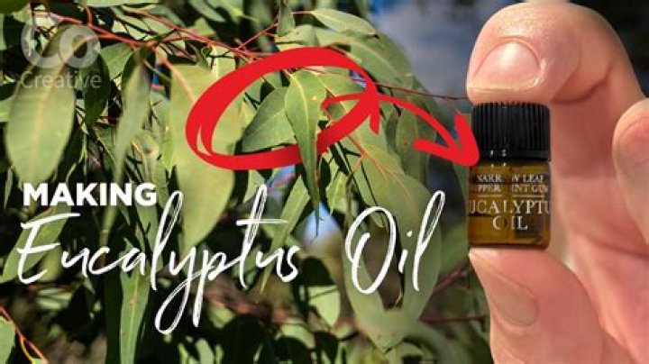 How do you make eucalyptus oil at home?