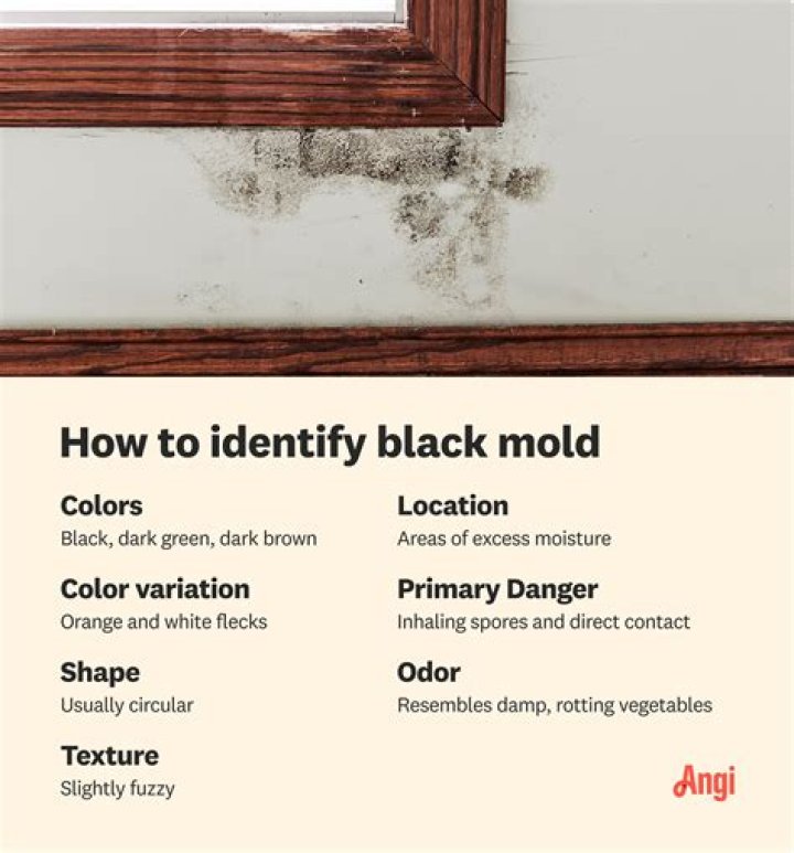 How do you mitigate black mold?