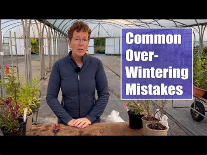 How do you overwinter perennials