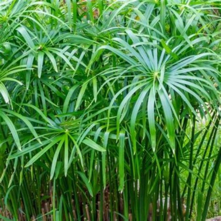 How do you plant an umbrella palm?