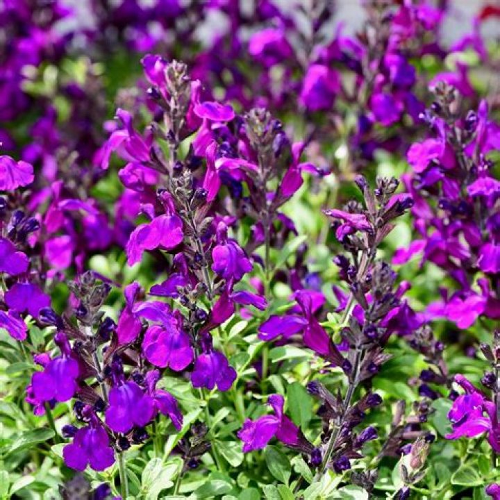 How do you plant autumn sage?