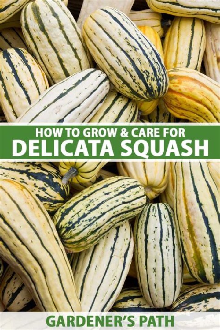 How do you plant Delicata squash?