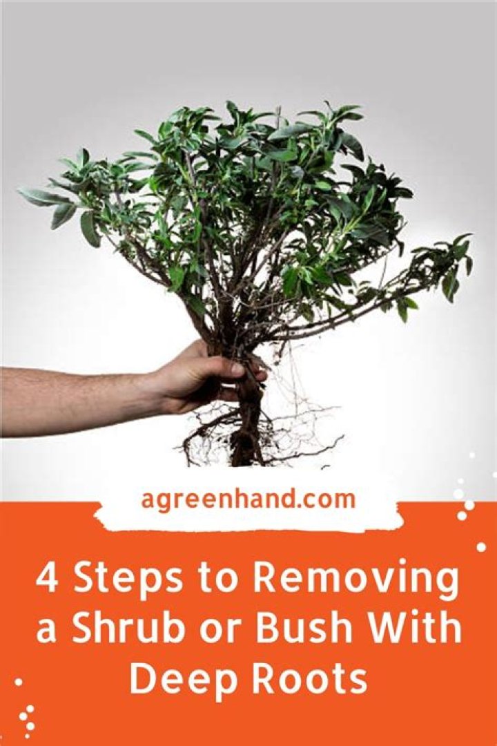 How do you remove a bush with deep roots