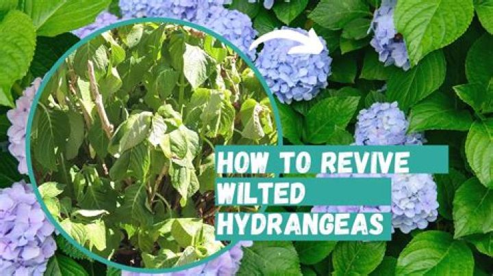 How do you revive wilted daisies?