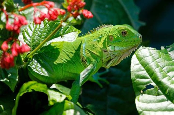 How do you take care of a green iguana?