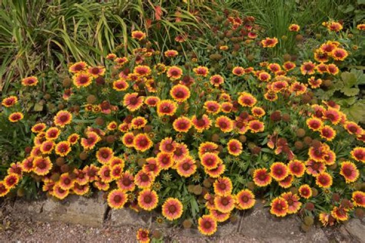 How do you take care of the Gaillardia Arizona Sun?