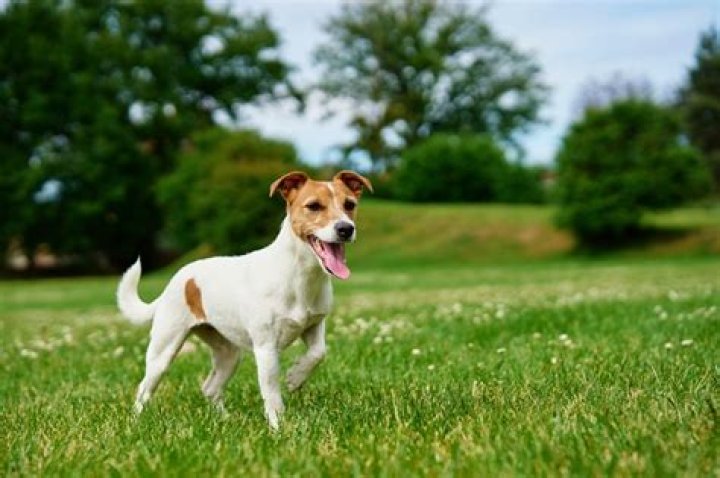 How do you train a Jack Russell to pee outside?