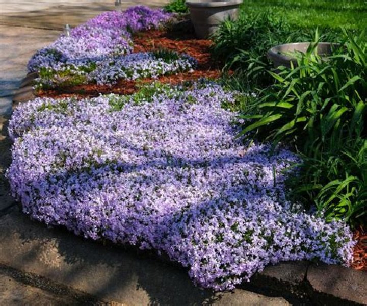 How do you transplant ground flowers to ground?