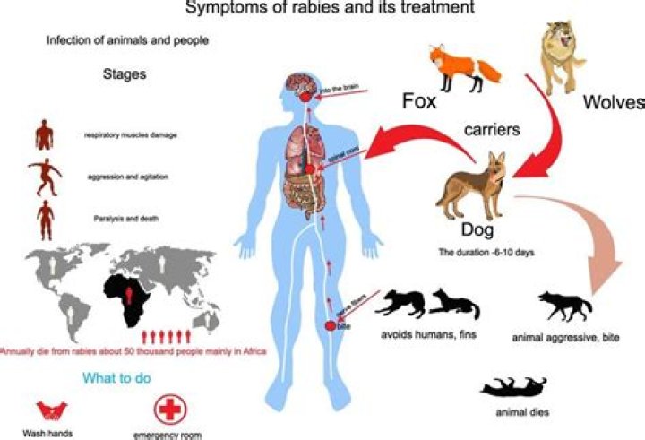 How does rabies kill a human?