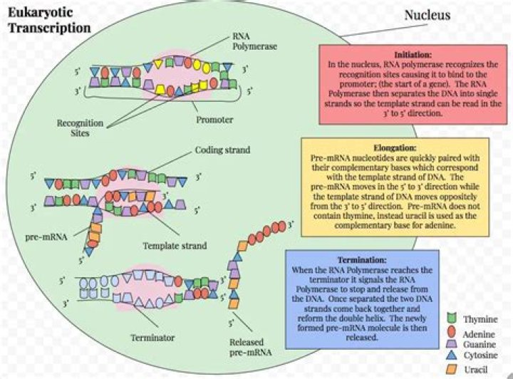 How does termination of transcription occur?