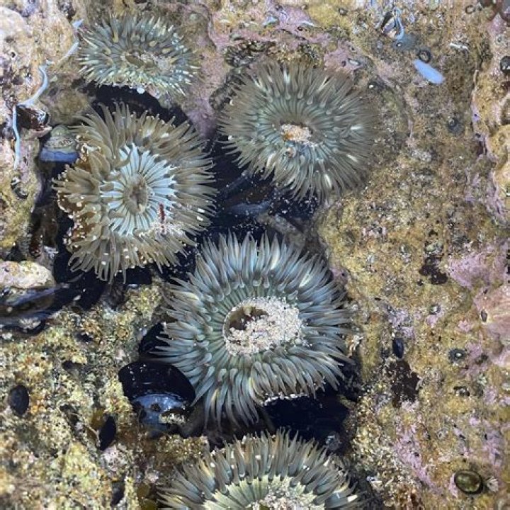 How does the behavior of a sea anemone help it survive in the intertidal zone