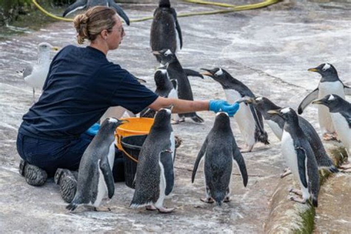 How does ZooKeeper work with SOLR?
