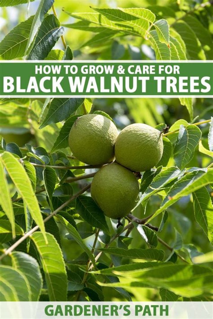 How far should fruit trees be planted away from walnut trees