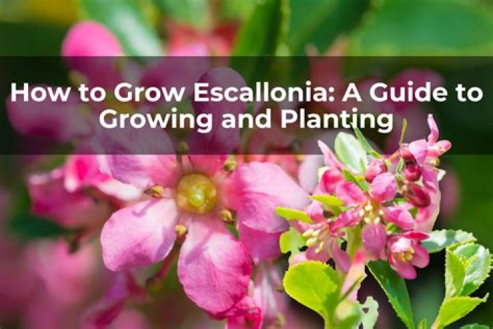How fast does Escallonia grow?