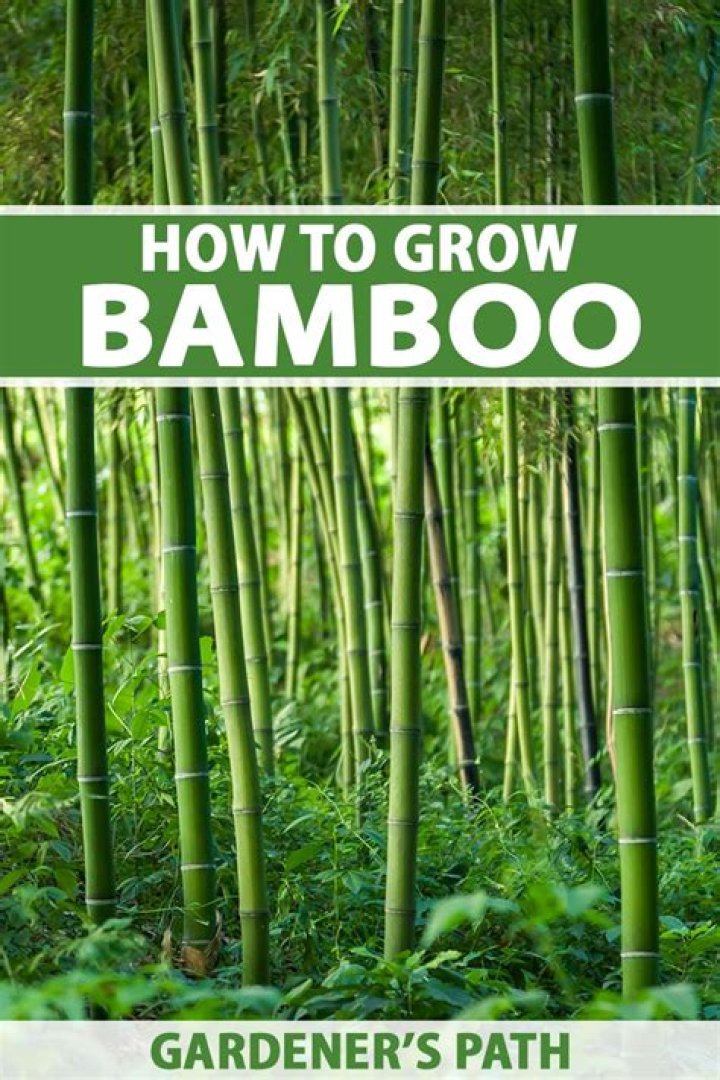 How high does bamboo grow