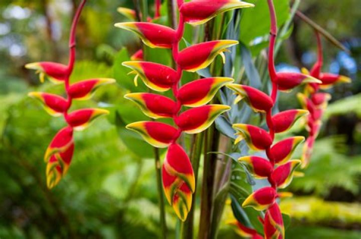 How is Taro Grown in Hawaii?