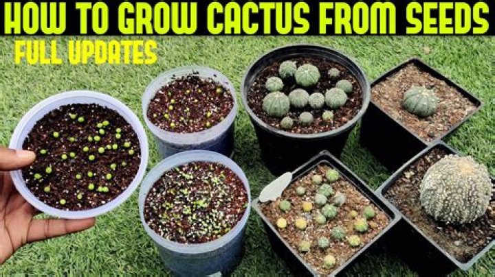 How long does it take a cactus to grow?