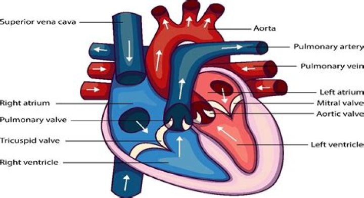 How many chambers are in the heart?
