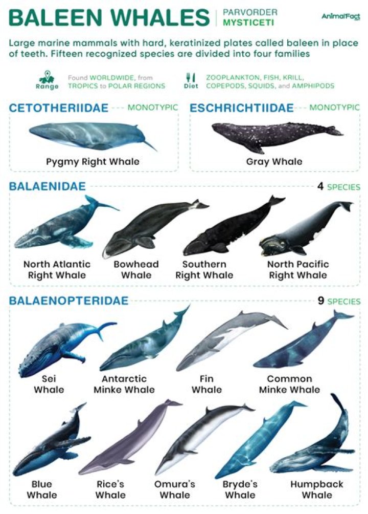 How many whales are there in Antarctica?