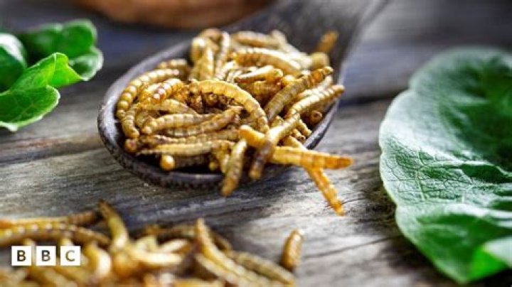 How much do mealworms eat?