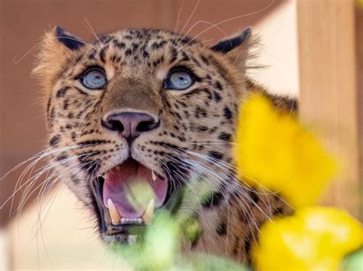 How much does it cost to have a wedding at the Phoenix Zoo?