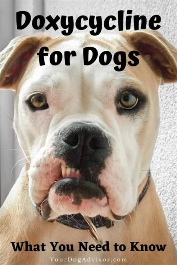 How much doxycycline do I give my dog for Lyme disease?