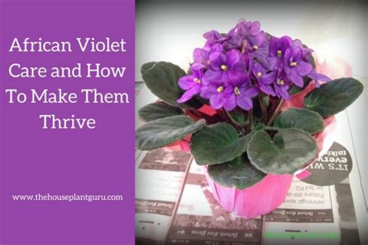How much should I water an African violet?