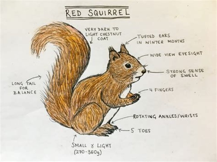 How would you describe squirrel tail?