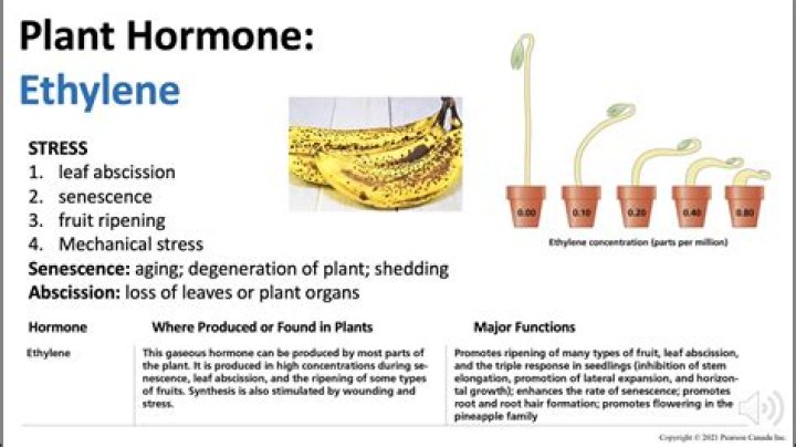 In what way is ethylene a unique plant hormone?