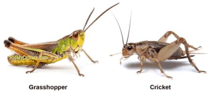 Is a cricket a grasshopper?