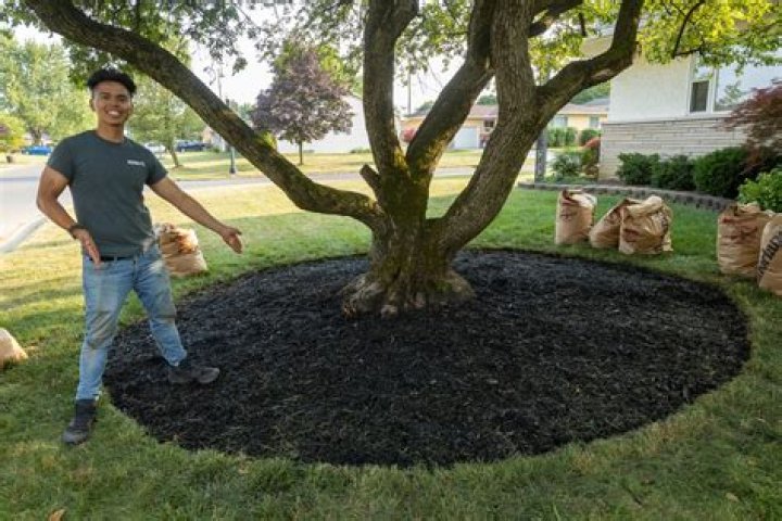 Is it good to put mulch around trees