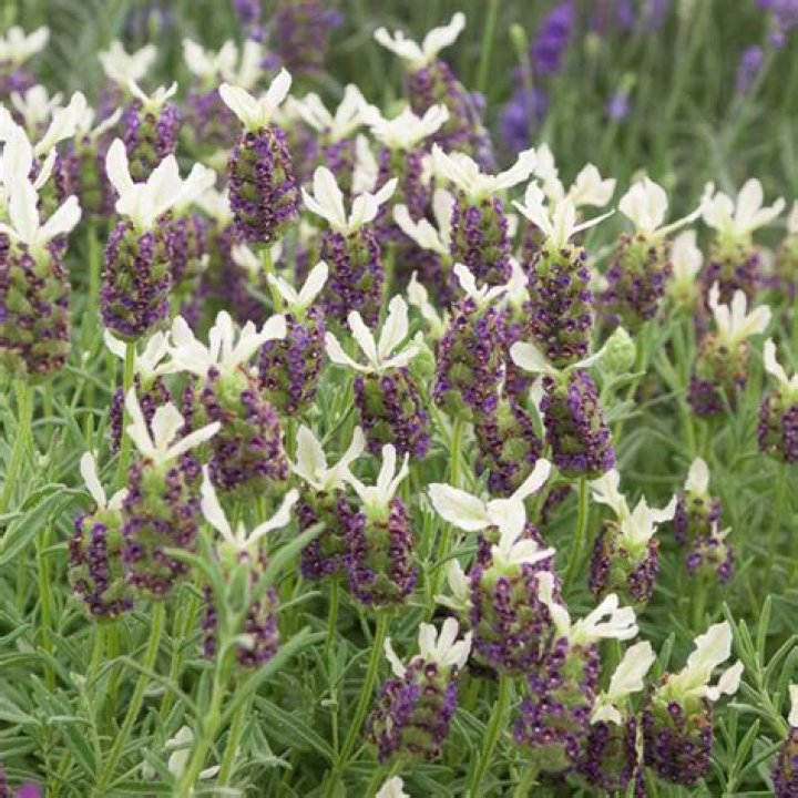 Is Lavandula Stoechas a perennial?