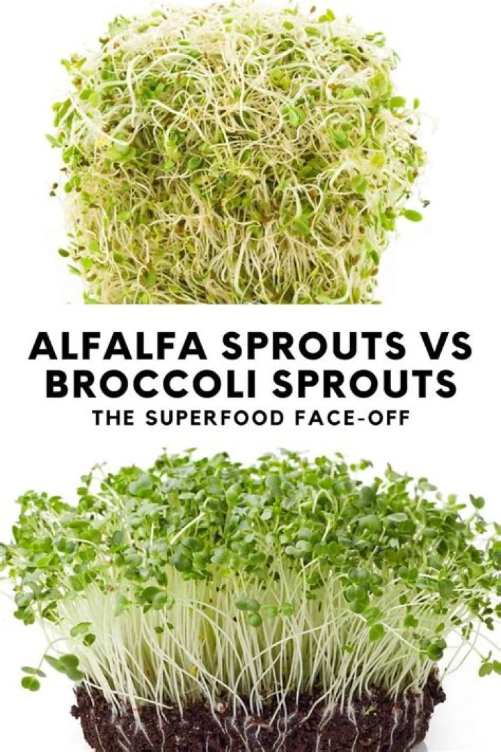 Is micro broccoli the same as broccoli sprouts?