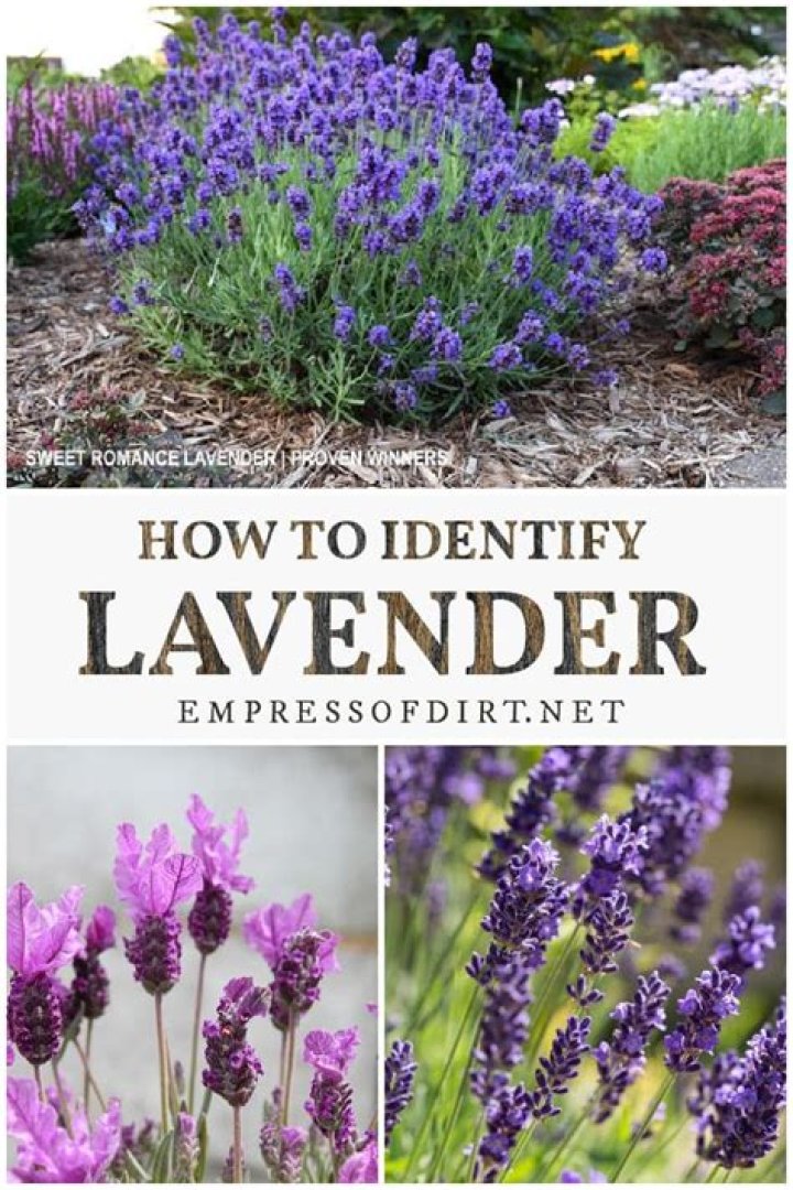 Is Spanish lavender Hardy?