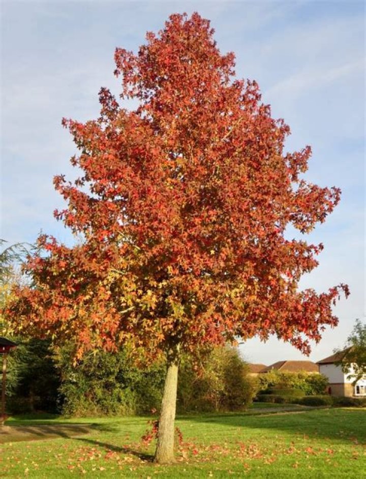 Is sweet gum a maple